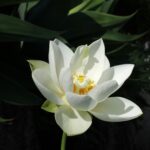 pexels-photo-30345237-30345237